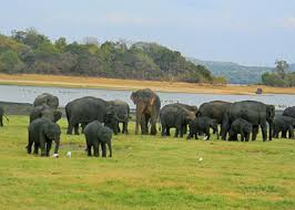 Minneriya National Park