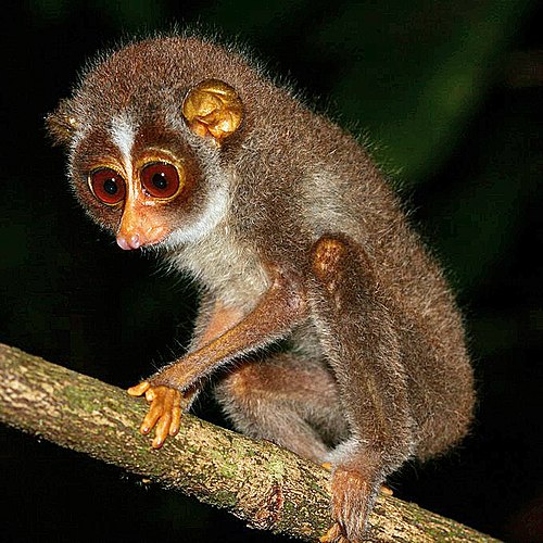 Loris watching