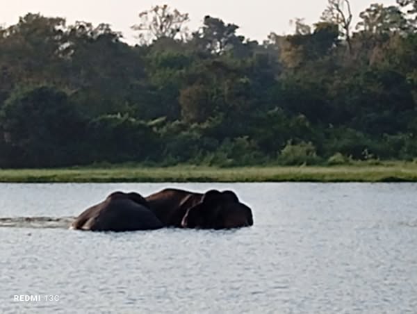Elephant watching