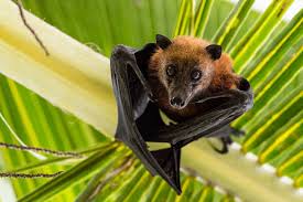 Fruits bats watching