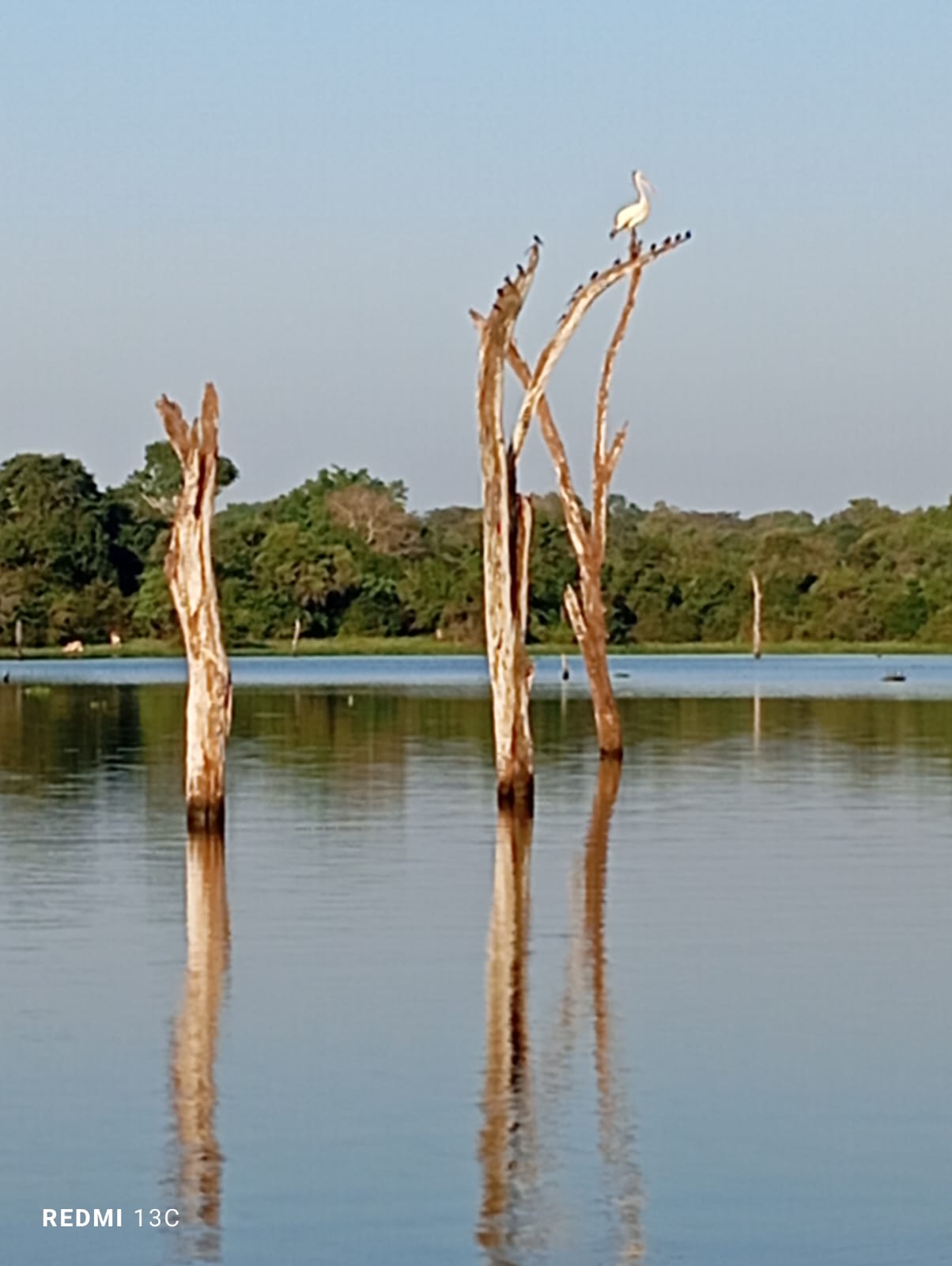Birds watching