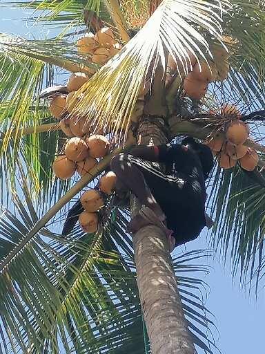 Coconut