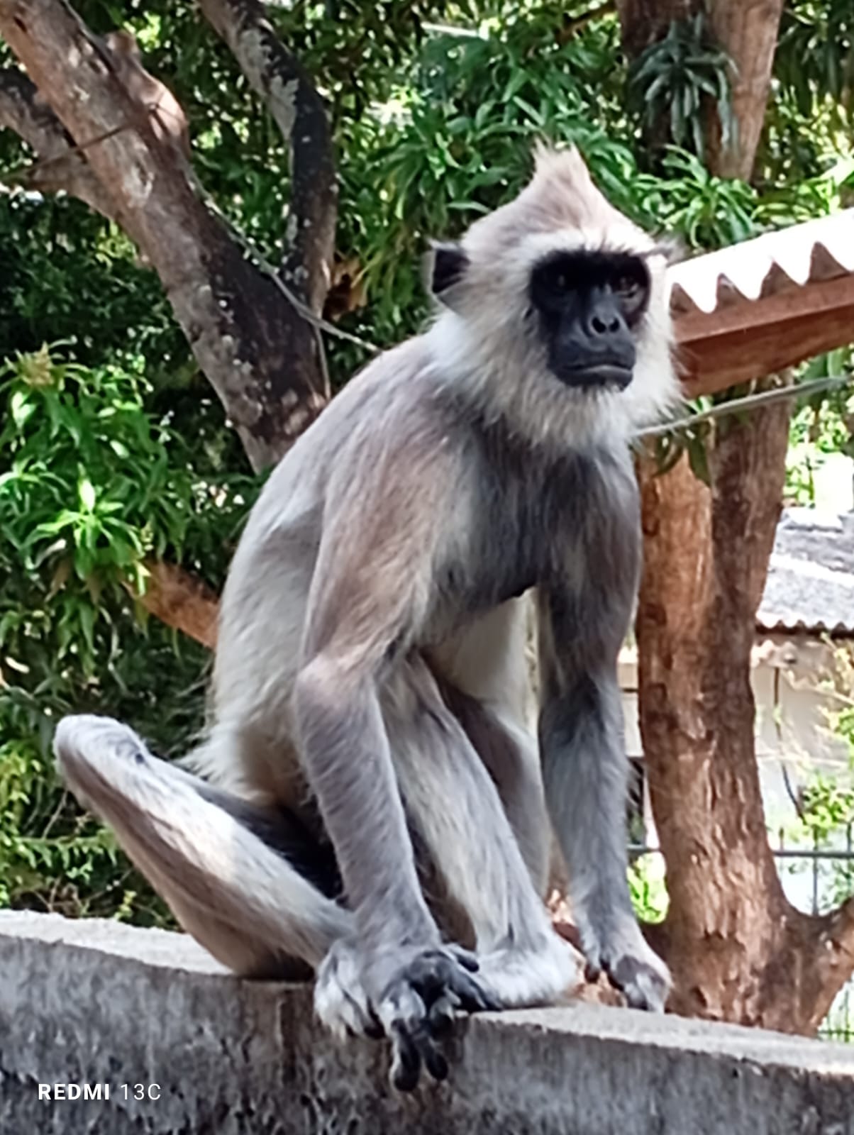 Monkey watching