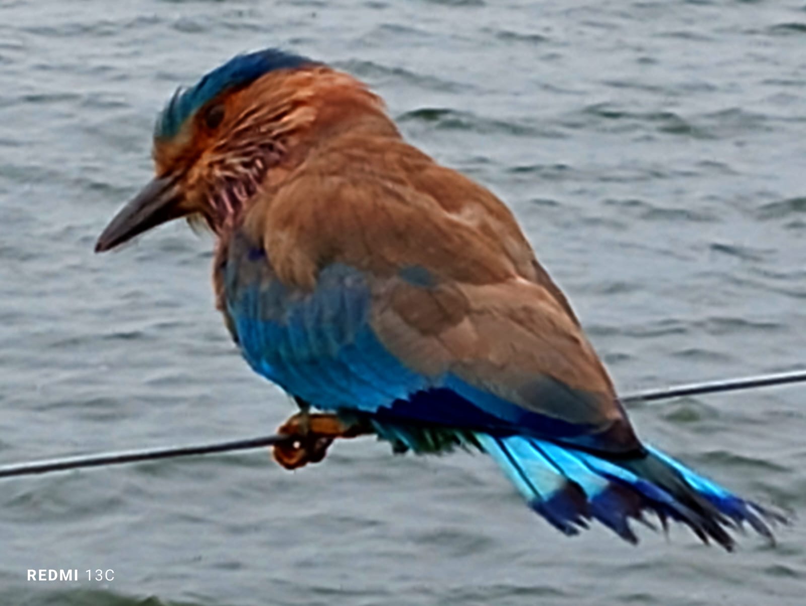 Polonnaruwa lake - animals
